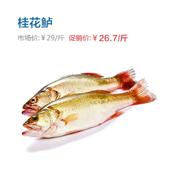 新鲜桂花鲈