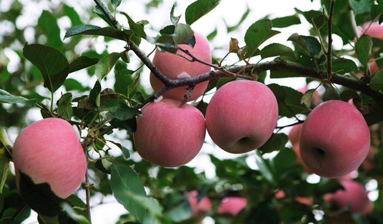 富士苹果(大个)85-90#(含箱重约15斤，按中埔整箱批发价出售!)