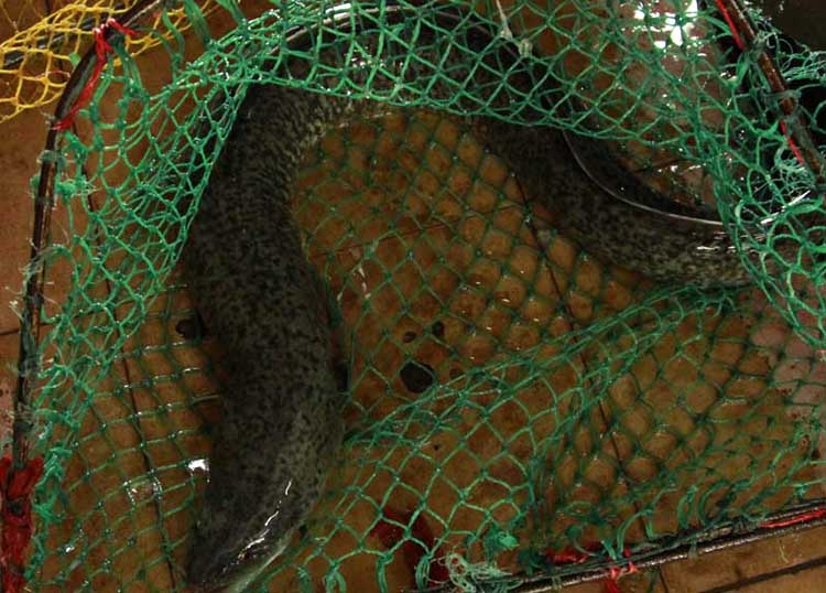 鲈鳗(活鱼现杀) 长约70cm。按活鱼称重，称重后再杀，净鱼率约80-85%左右