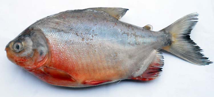 红鲳鱼(活鱼现杀)长约33cm