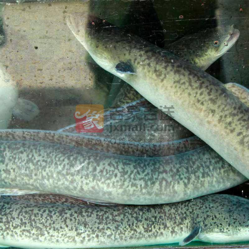 鲈鳗(活鱼现杀)+长约70cm