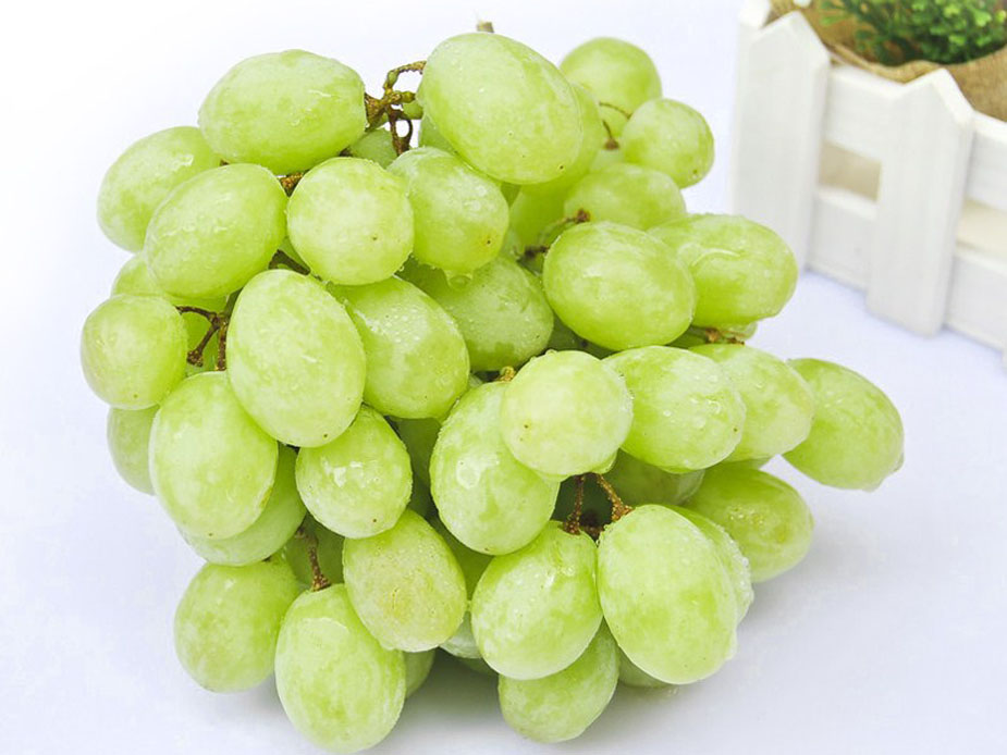 欧亚种,果实品质优,晚熟,耐贮运,丰产,是发展葡萄的首选优质高效品种