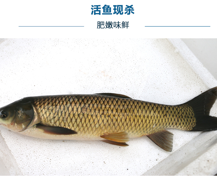 草鱼2-2.5斤(活鱼不杀)