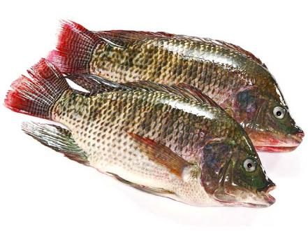 绿色生活馆 - 吉象吉送-中国首家城市o2o综合购物平台,100%正品,24小