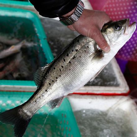 冰鲜鲈鱼 长约36cm 1-1.3斤/条