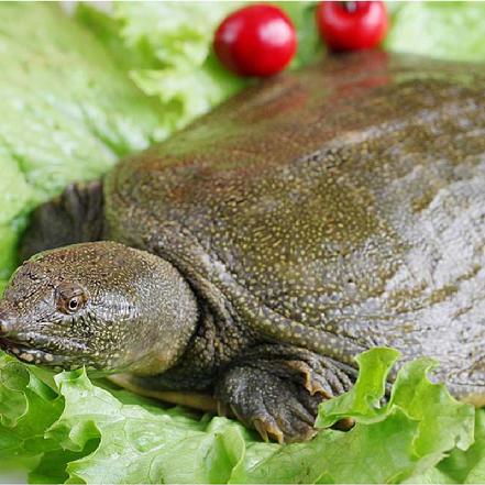 优质生态甲鱼 1只约1.6-2斤(不宰杀,鲜活送上门)