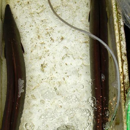 【量少好货】【野生海捕】野生白鳗鱼约2斤/条（土龙表兄弟，满满胶质，炖汤，霜降神气，补上）