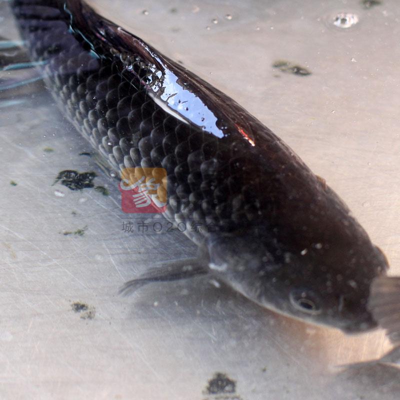 白鲫鱼(活鱼现杀)长约29cm