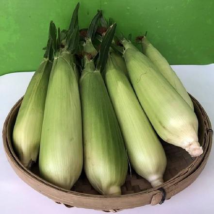 新鲜糯玉米(不去皮)