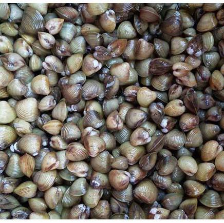 周四送货【秒杀回馈】煮汤沙蛎（又名沙螺）约400g±20g/盒