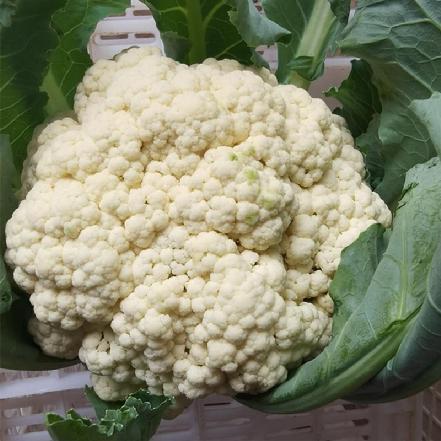 【无农药.】【孩子爱吃 】.花菜约450g±50g/份。有机肥种植，不使用任何化学农药、除草剂、激素