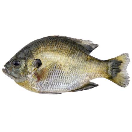 【隔天发货】太阳鱼 约250g±15g(3-5条/份)