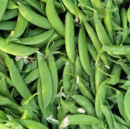 【无农药.】【孩子爱吃 】.甜豆300g/份。有机肥种植，不使用任何化学农药、除草剂、激素