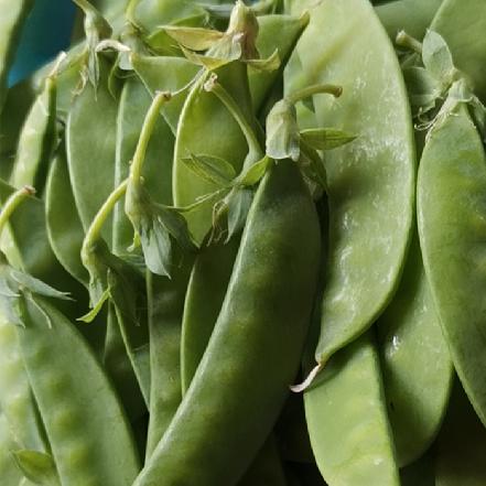 【无农药.】【孩子爱吃 】荷兰豆300g/份。有机肥种植，不使用任何化学农药、除草剂、激素