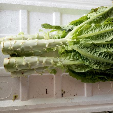 【无农药.】【孩子爱吃 】莴笋两根一份约400g/份。有机肥种植，不使用任何化学农药、除草剂、激素