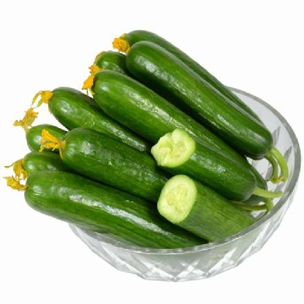 【无农药.】【孩子爱吃的青菜】水果黄瓜约300g/份。有机肥种植，不使用任何化学农药、除草剂、激素