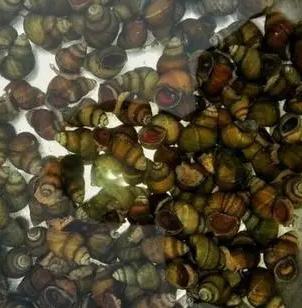 周四送货【秒杀回馈】田螺(去尾新鲜）约400g±20g/盒 