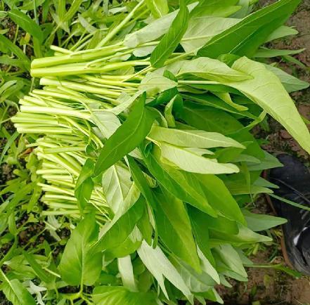 【无农药.】【孩子爱吃的青菜】大叶空心菜350g/包。有机肥种植，不使用任何化学农药、除草剂、激素