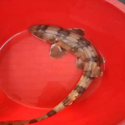 【量少好货】【野生海捕】野生大狗鲨2-3斤/条（肉质很嫩，基本无骨，无刺，懂货的来）