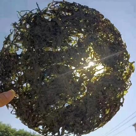 【地方特色】【好货推荐】正宗六鳌头水紫菜 250g（可以当海苔吃的头水紫菜，煮起来鲜嫩绿甜）