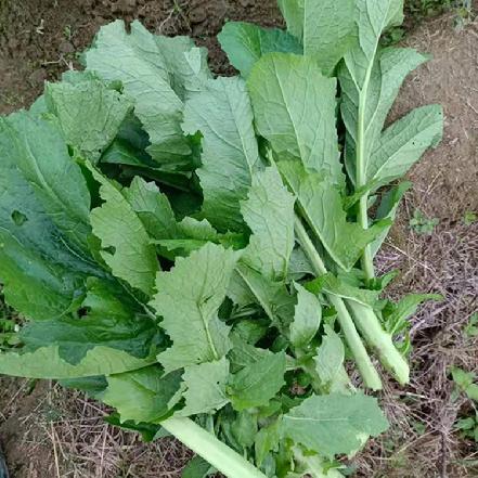 【月卡补贴】【无农药.】【孩子爱吃 】德化高山本地芥菜350g/份。 （限购1，多拍也发1）