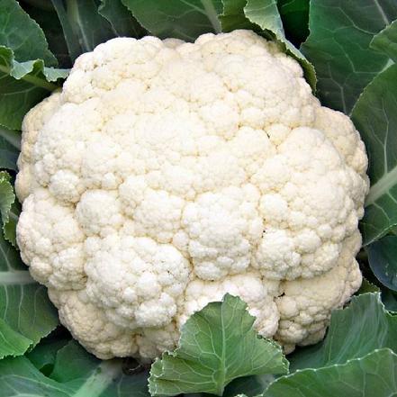 【无农药.】【孩子爱吃的青菜】花菜约450g±50g/份。有机肥种植，不使用任何化学农药、除草剂、激素