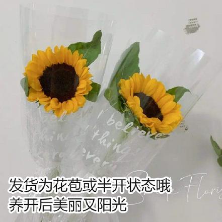 【某朴价5折】【向阳而生】黑心向日葵鲜花1支（加购鲜花保鲜剂，可延长花期）