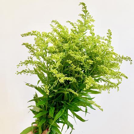 【市价5折】【生机盎然】新鲜黄莺草9支，单插或做配花都好看（限团长自提点购买）