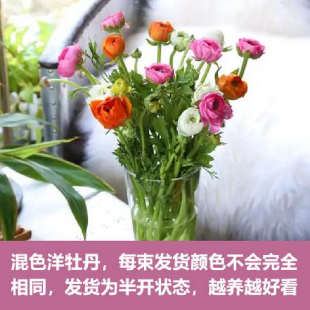 【市价5折】混色洋牡丹8枝/束，花边色、香槟色、粉色多色发货（另购鲜花保鲜剂，可延长1倍花期）