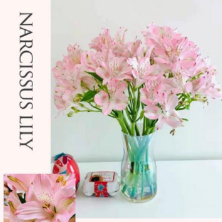 【市价5折】【喜悦.期待重逢】六出花 粉色水仙百合 一束约8-10支（限团长自提点购买）
