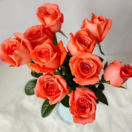 【某朴价6折折】【魂牵梦绕】影星粉玫瑰9枝，花如其名 不愧是“影星” 显眼靓丽（限团长自提点购买）