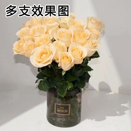 【某朴价6折】【钟情.幸福】蜜桃雪山香槟玫瑰鲜花1支（另购鲜花保鲜剂，可延长1倍花期）