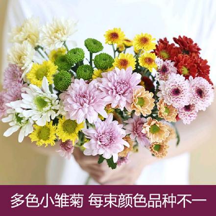【某朴价6折】【明朗.希望】混色小雏菊鲜花4-5支，品种颜色不一，都非常好看（限团长自提点购买）