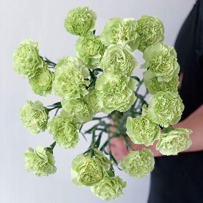 【市价5折】【真情.纯洁】海贝康乃馨鲜花9支/束（另购鲜花保鲜剂，可延长1倍花期）