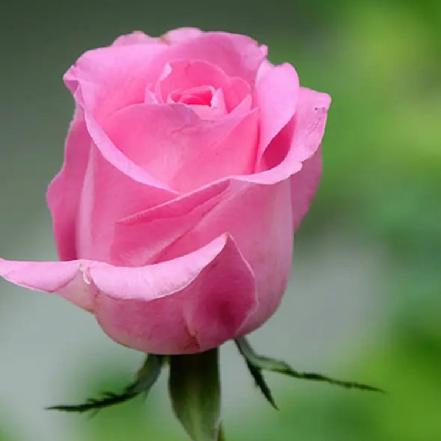 【市价5折】苏醒玫瑰1支，桃色从花心和花瓣底部晕染出来（另购鲜花保鲜剂，可延长花期）