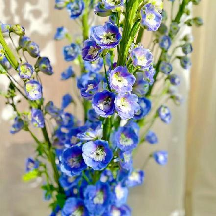 【蕞便宜】【爱你的自由】蓝色大飞燕5支，单高度约60cm，高端花材）