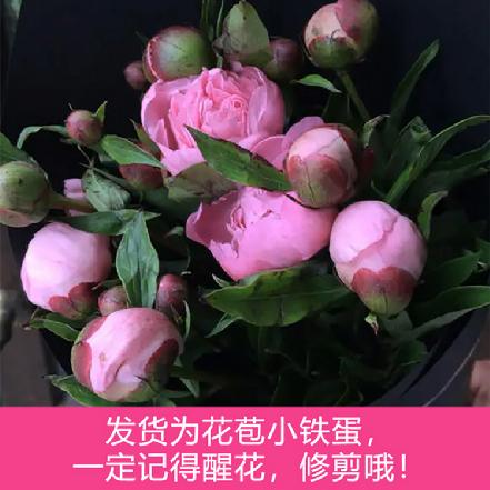 【蕞便宜】【思念.害羞】重瓣粉色芍药5支,发货是小铁蛋子或者半开花苞，收到后先3小时醒花