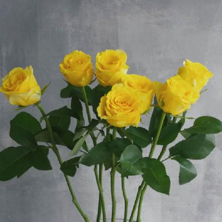 【蕞便宜】【友谊.祝福】金枝玉叶玫瑰1支，明度最高的黄玫瑰（另购鲜花保鲜剂，可延长1倍花期）