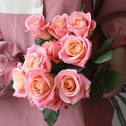 【市价5折】猪小姐玫瑰1支，5支起订，稀缺花材，开大后很美 （限团长自提点购买）