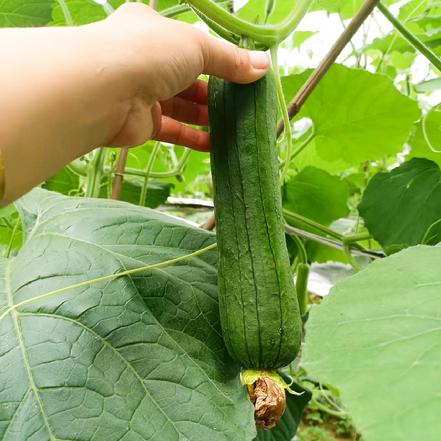 【无农药.】【孩子爱吃的青菜】.圆帅丝瓜约500克/份。有机肥种植，不使用任何化学农药、除草剂、激素
