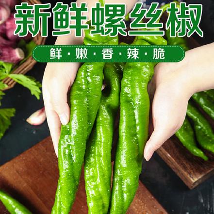 【无农药.】螺丝椒250g/份。有机肥种植，不使用任何化学农药、除草剂、激素