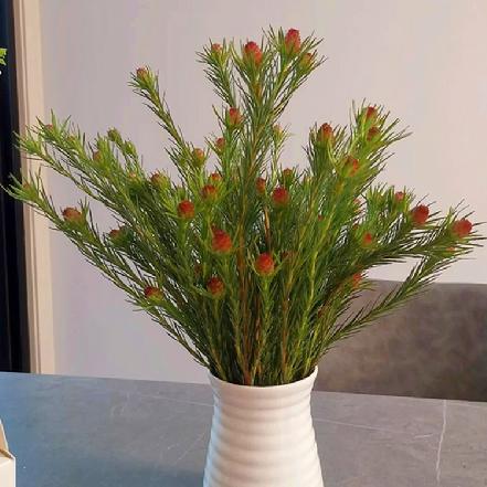 【本周新品】【进口花材】【市价5折】澳洲郁金香果，木本观果类花材，可做干花，开花像松果