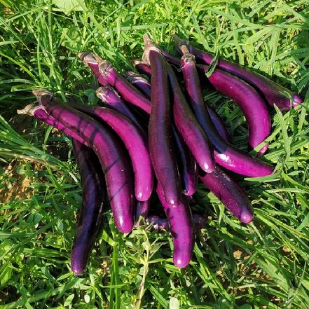 【无农药.】【孩子爱吃的青菜】.线茄350-400g/份。有机肥种植，不使用任何化学农药、除草剂、激素