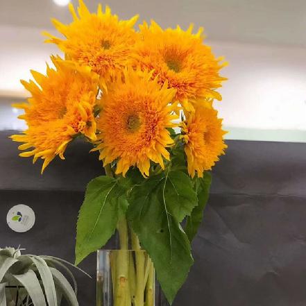 【市价5折】【信念.光辉.忠诚】萌萌的重瓣向日葵单支，大朵超级阳光可爱 （限团长自提点购买）
