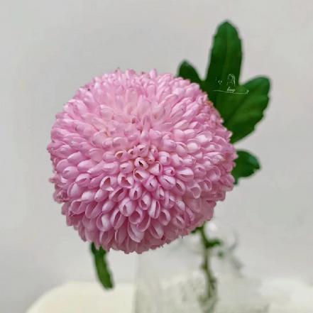 【市价5折】【团团圆圆】萌萌哒粉色乒乓菊5枝/束 可可爱爱 【限团长自提点购买)