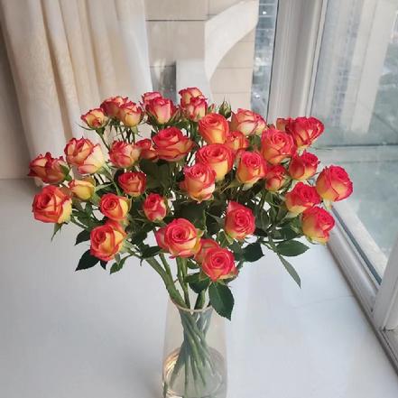 【蕞便宜】【幸福快乐】爱丽丝多头玫瑰鲜花1支，3支起订，艳丽而不俗气（加购鲜花保鲜剂，可延长花期）