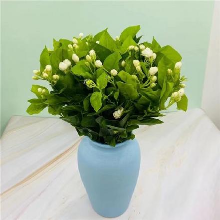 【蕞便宜】【纯洁.质朴】清新沁人的茉莉花，春暖花开摆上一束心情愉悦极了，枝长约20-35cm，有香气