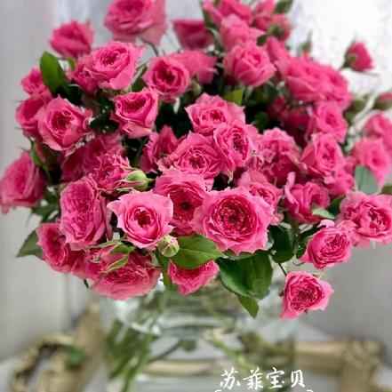 【市价5折】【美好.乐观】苏菲宝贝多头玫瑰1支，3支起订（另购鲜花保鲜剂，可延长1倍花期）