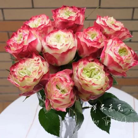 【蕞便宜】苹果杰克玫瑰1支，5支起订（加购鲜花保鲜剂，可延长花期）