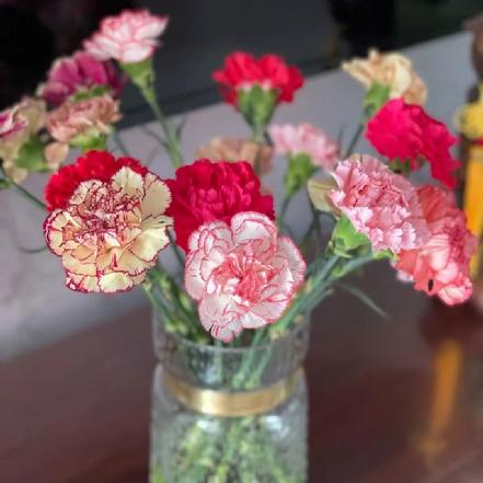 【蕞便宜】混色多彩康乃馨9支/束，有粉红色、桃红色、红色、绿色颜色不一